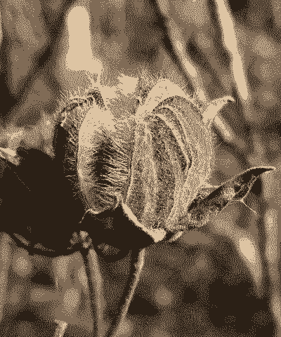 木芙蓉冬季防冻