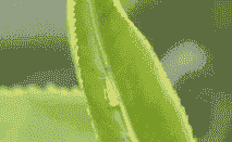 小绿叶蝉和茶花蟹壳病防治方法