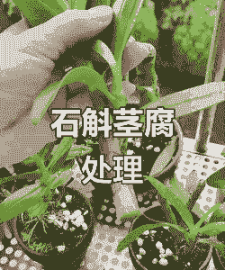 春石斛病虫害的防治方法