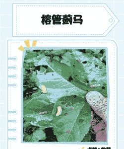 细叶榕榕管蓟马病防治方法