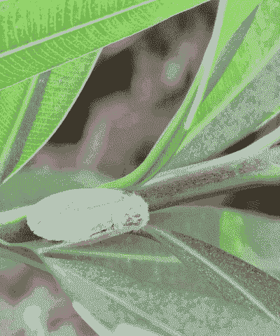 细叶榕榕透翅毒蛾病防治方法