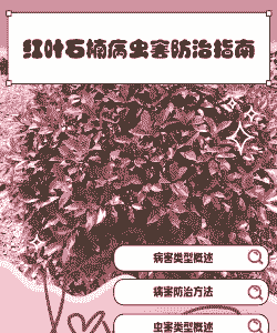 红叶石楠的栽培方法|红叶石楠的病虫害防治方法