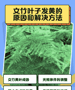 文竹盆栽枝叶变黄原因及防治方法?