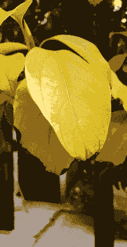 香樟得了黄化病后如何治理