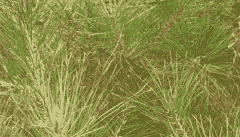 怎么防治油松苗叶枯病