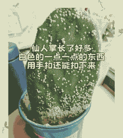 巧治仙人掌及多肉植物介壳虫危害