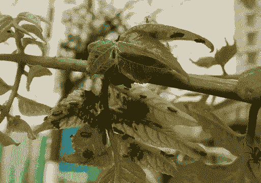 栾树常见病虫害的防治方法