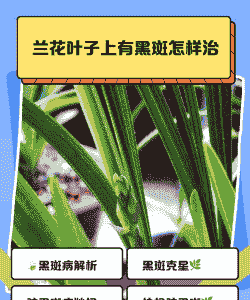 建兰环斑病的症状及防治