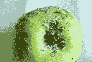 苹果康氏粉蚧发生规律及防治技术