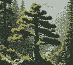 松树的真情象征