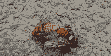 鸡爪槭锤角叶蜂的防治方法