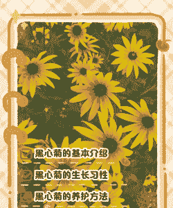 黑心菊花叶病的防治方法