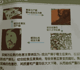 柑橘大实蝇及其防治