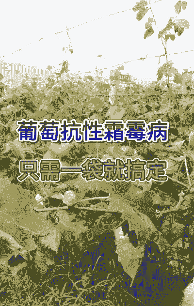 葡萄霜霉病防治
