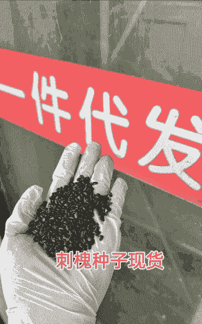 刺槐种子小蜂防治方法