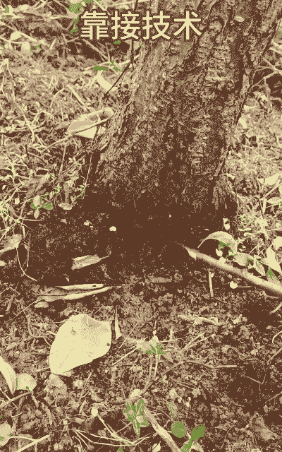 利用废烟防治果树虫病