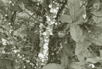 茶树生角蜡蚧的防治办法