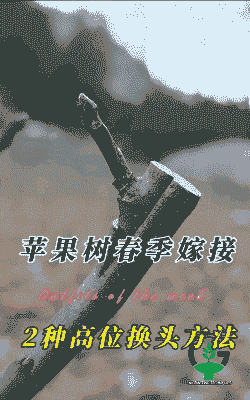 苹果树高接换种的原则