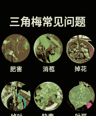 梅花最容易产生的生理病害