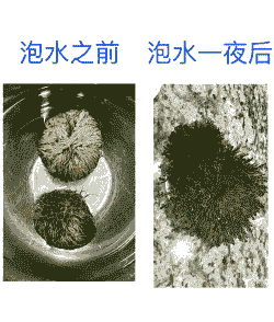 铅笔柏梢枯病的防治方法