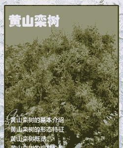 黄山栾树钻心虫害防治方法