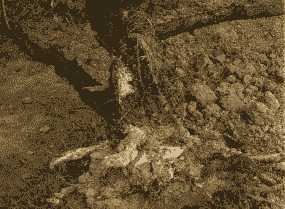 松根朽病的症状及防治