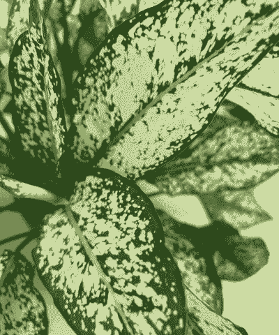 花叶万年青冻伤处理