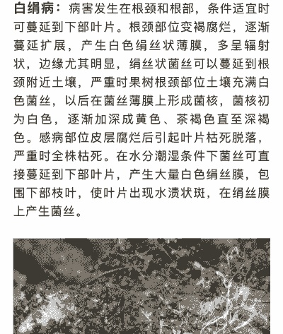 龙柏紫纹羽病的防治措施