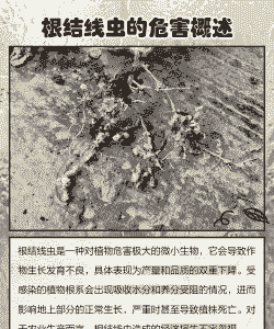 如何防治花卉线虫病