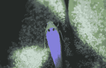 葡萄二星叶蝉防治办法