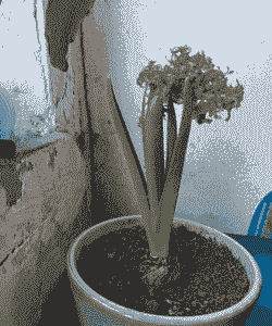 风信子花叶病的症状及防治