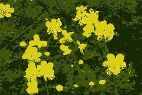 黄馨主要病虫害防治