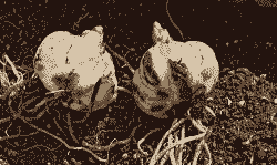 百合鳞茎根软腐病的防治