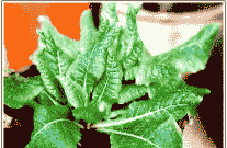 报春花常见病害与防治