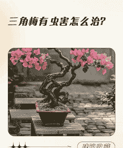 怎样防治梅花的虫害