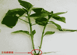草本花卉猝倒病和立枯病的防治