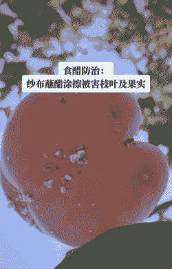 甜柿主要病虫害及其防治