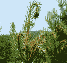 当年生樟子松苗中间坏死是什么病