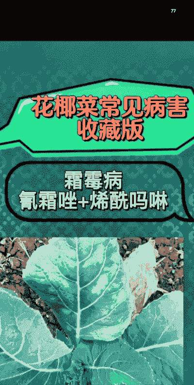 花椰菜与青花菜病害识别和防治