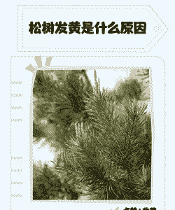 白皮松小苗立枯病发黄跟缺铁性发黄的区别