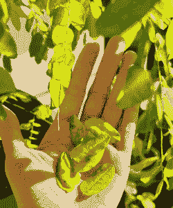 海南红豆部分叶子变黄