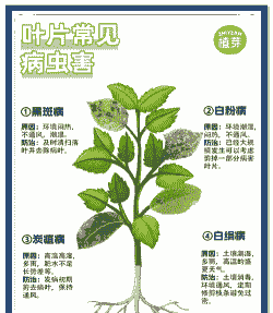 苗木修剪时期对病虫害防治的影响有哪些