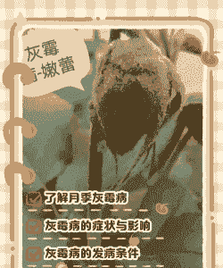 月季灰霉病防治