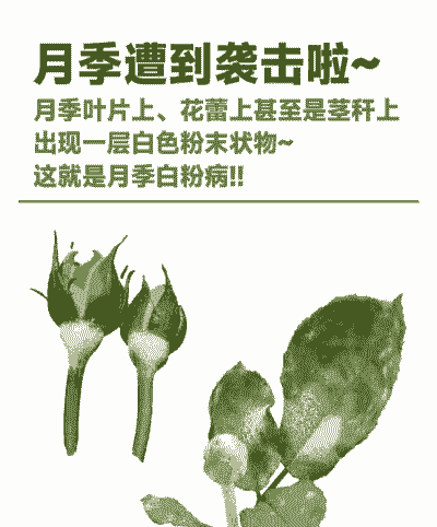 怎样识别月季白粉病?