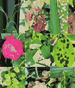 月季造桥虫危害