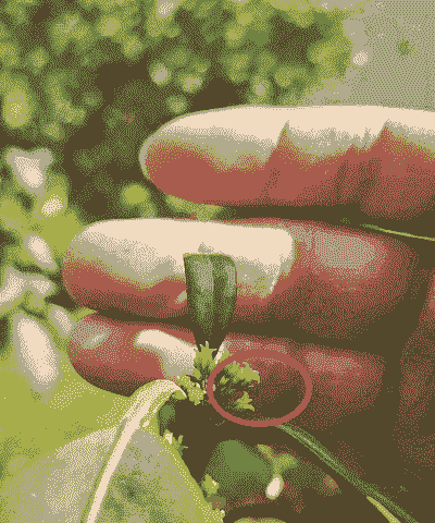 苗木木虱的防治方法