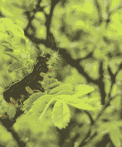 怎样识别花木害虫天幕毛虫?