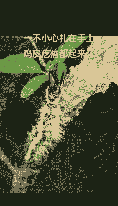 黄毛虫危害的杀除