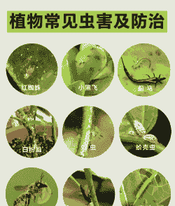 怎样识别花木害虫夜盗蛾?