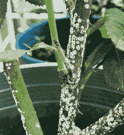 月季介壳虫危害